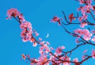 抖音上人人点赞的心灵鸡汤文案