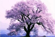 生命是一树花开。