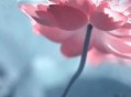尘归尘，土归土