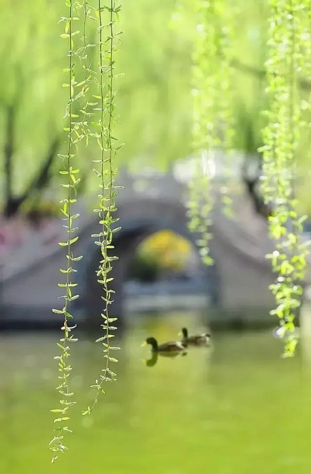 25首杨柳诗词，感受春风拂面的柔情