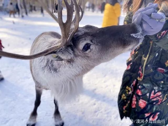 漠河|我从没见过极光出现的村落